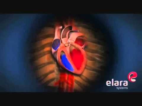 Πως λειτουργεί η καρδιά