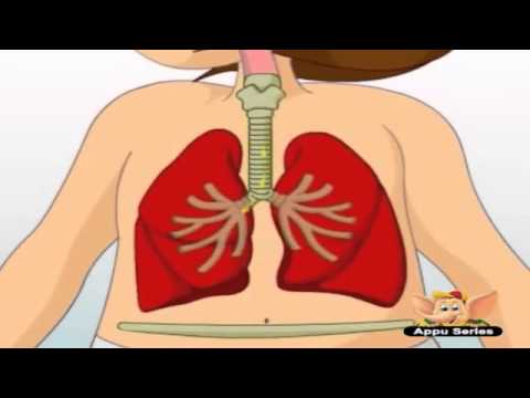 Μαθαίνω για το αναπνευστικό σύστημα -βίντεο για παιδιά (ελληνικοί υπότιτλοι)